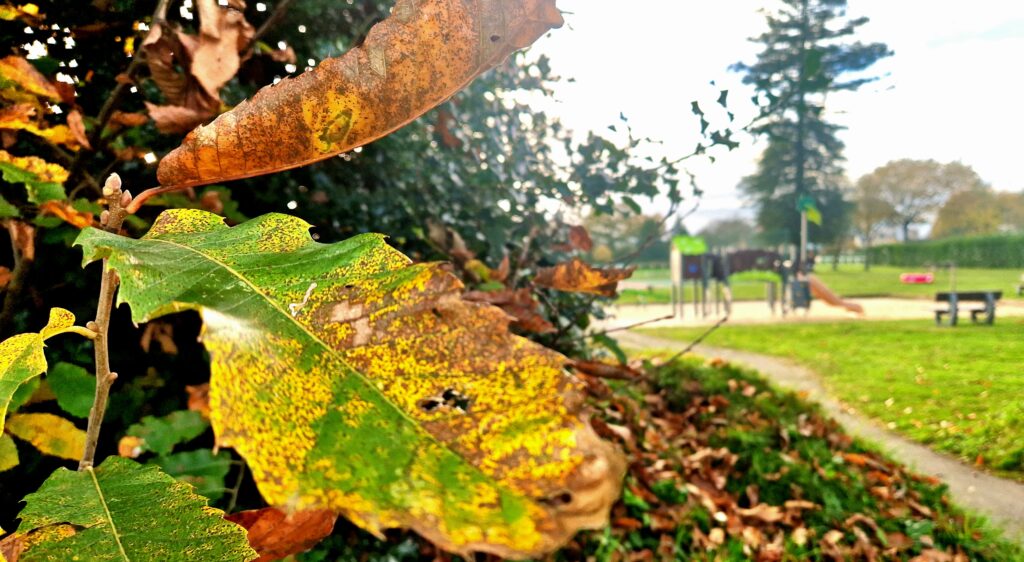 Petitt Pois Structure Plastique Recycle Remungol(59)